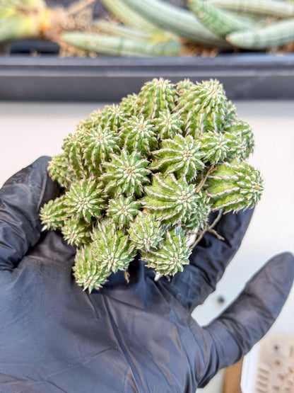 Sepulta Cluster Cactus (b) | Rare Succulent