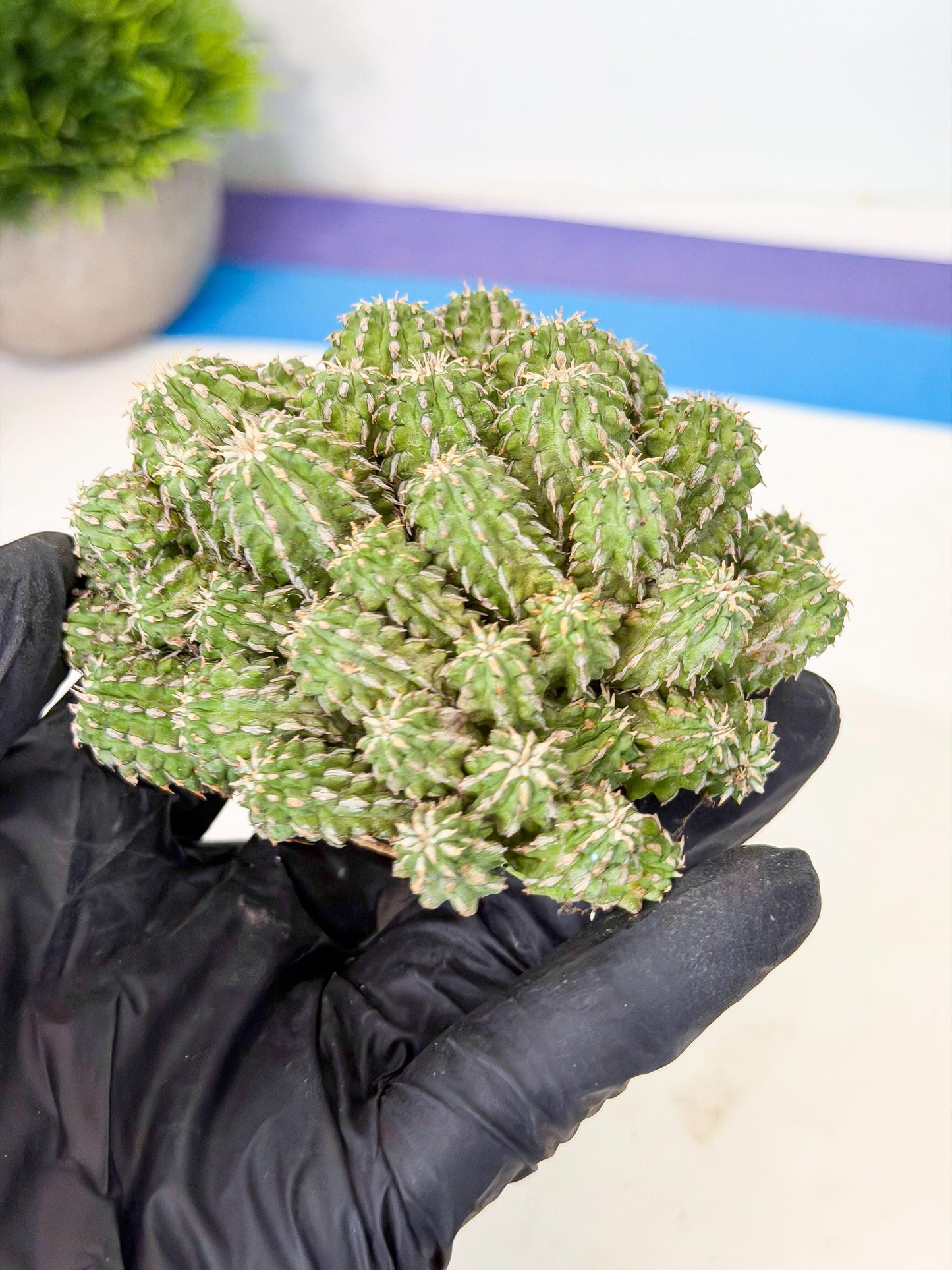 Sepulta Cluster Cactus (b) | Rare Succulent