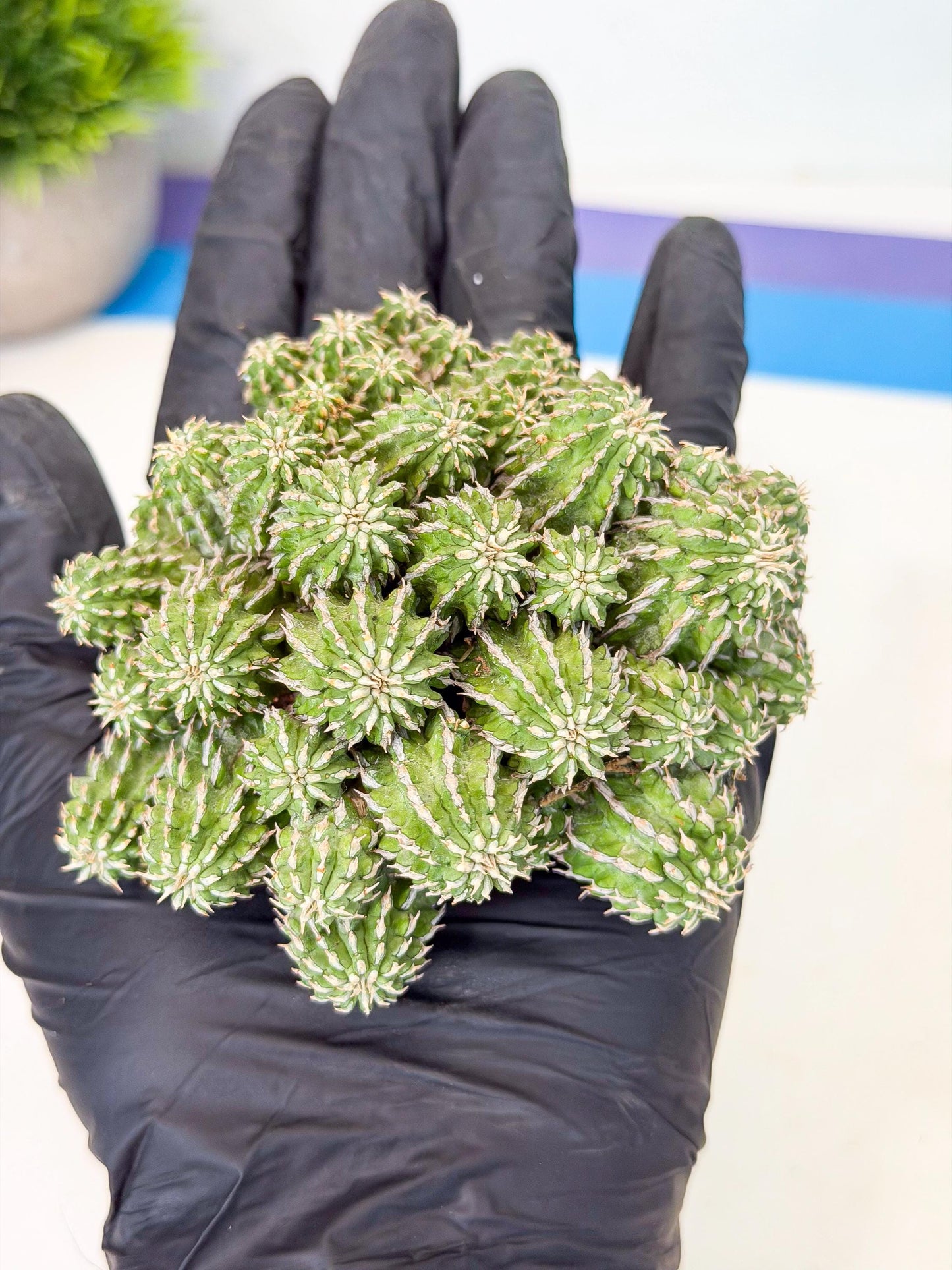Sepulta Cluster Cactus (b) | Rare Succulent