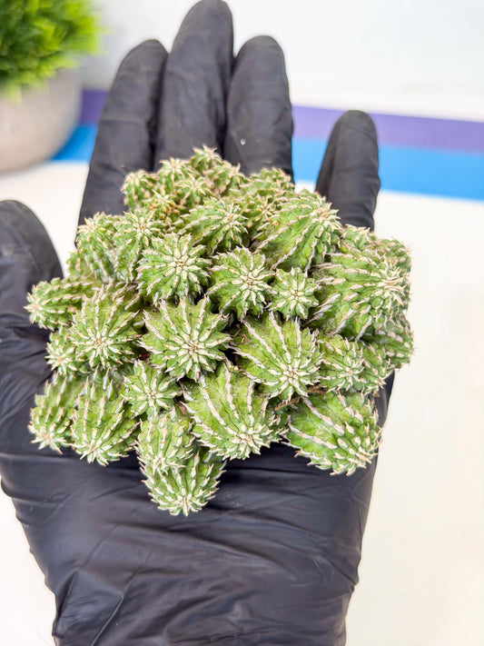 Sepulta Cluster Cactus (b) | Rare Succulent