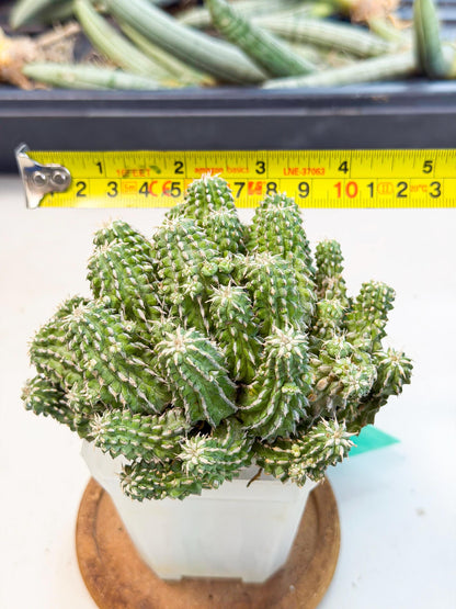 Sepulta Cluster Cactus (g) | Rare Succulent