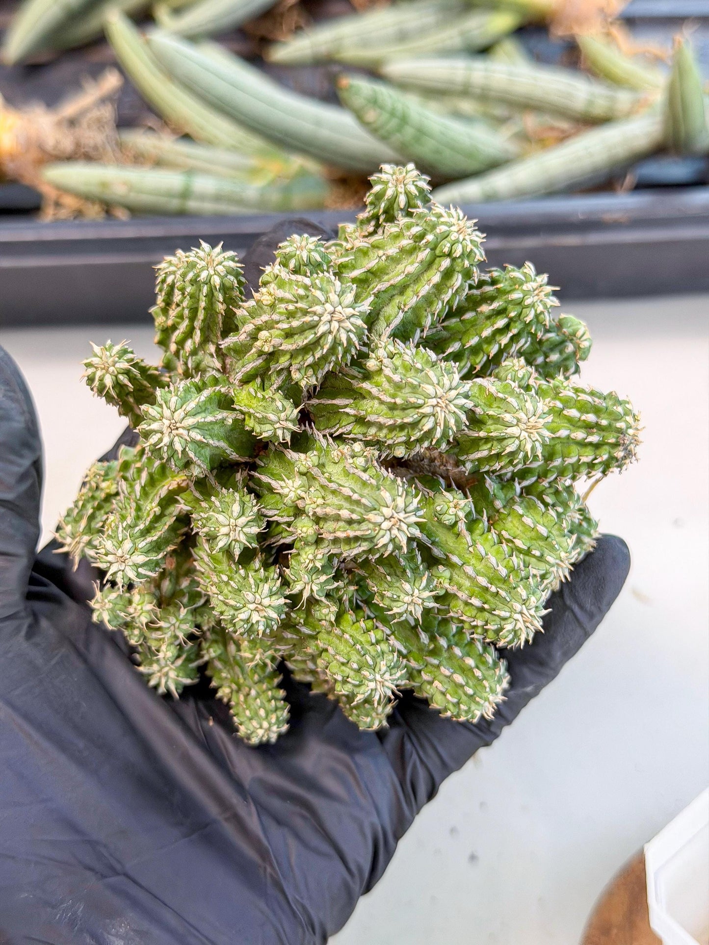 Sepulta Cluster Cactus (g) | Rare Succulent
