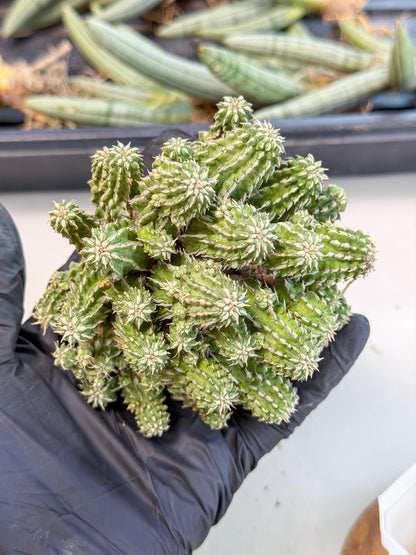 Sepulta Cluster Cactus (g) | Rare Succulent