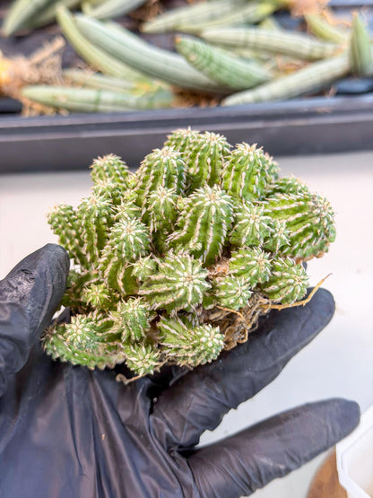 Sepulta Cluster Cactus (g) | Rare Succulent