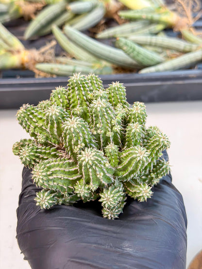 Sepulta Cluster Cactus (g) | Rare Succulent