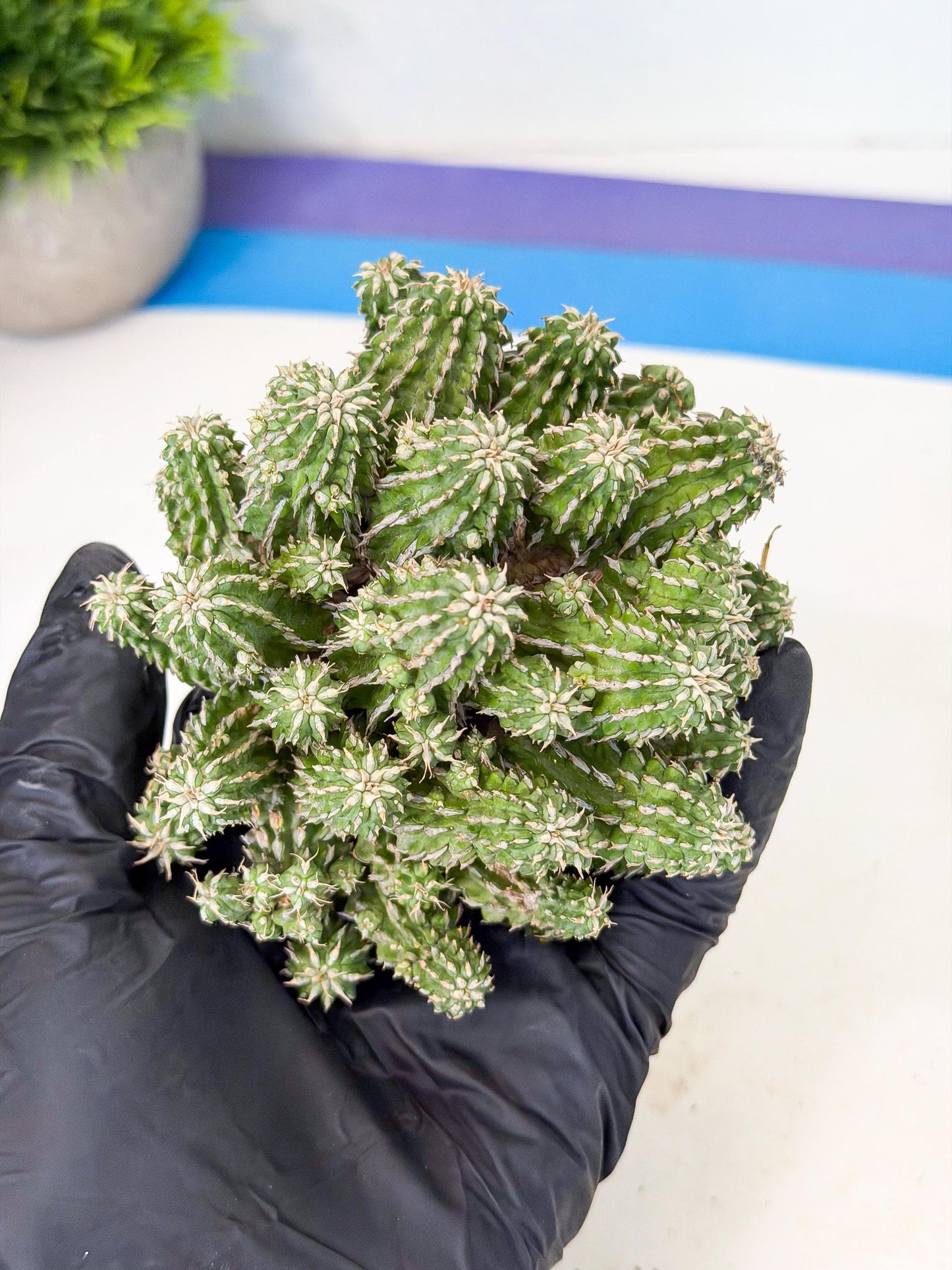 Sepulta Cluster Cactus (g) | Rare Succulent