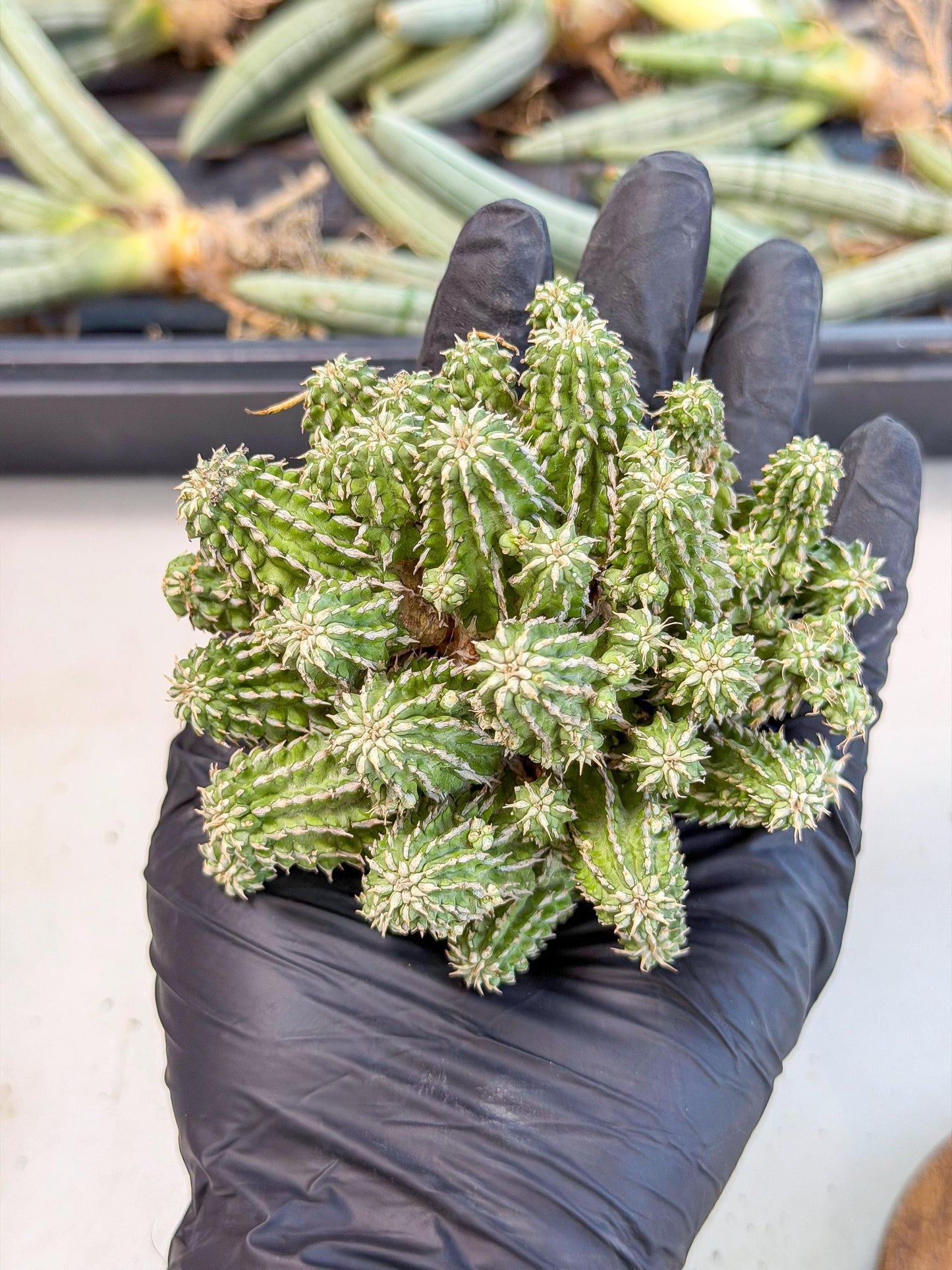 Sepulta Cluster Cactus (g) | Rare Succulent