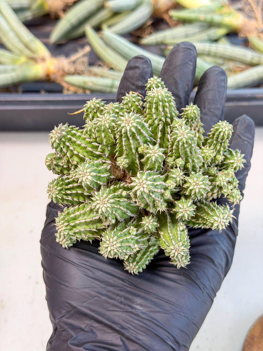 Sepulta Cluster Cactus (g) | Rare Succulent