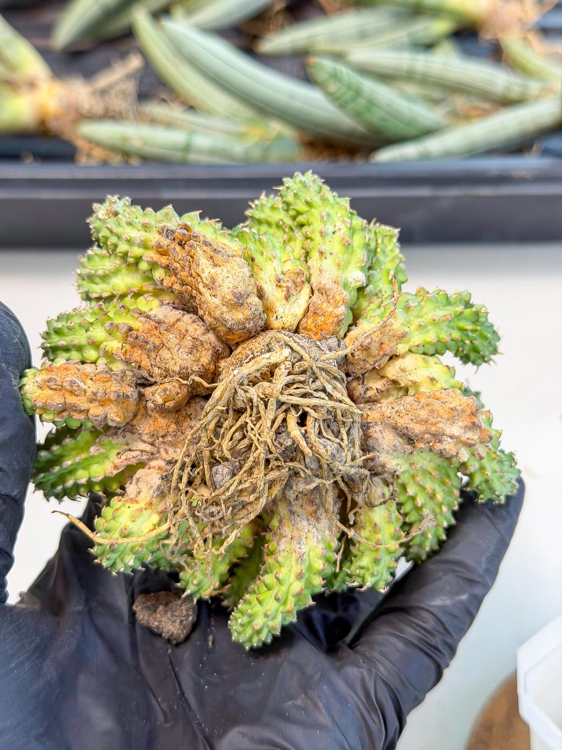 Sepulta Cluster Cactus (g) | Rare Succulent