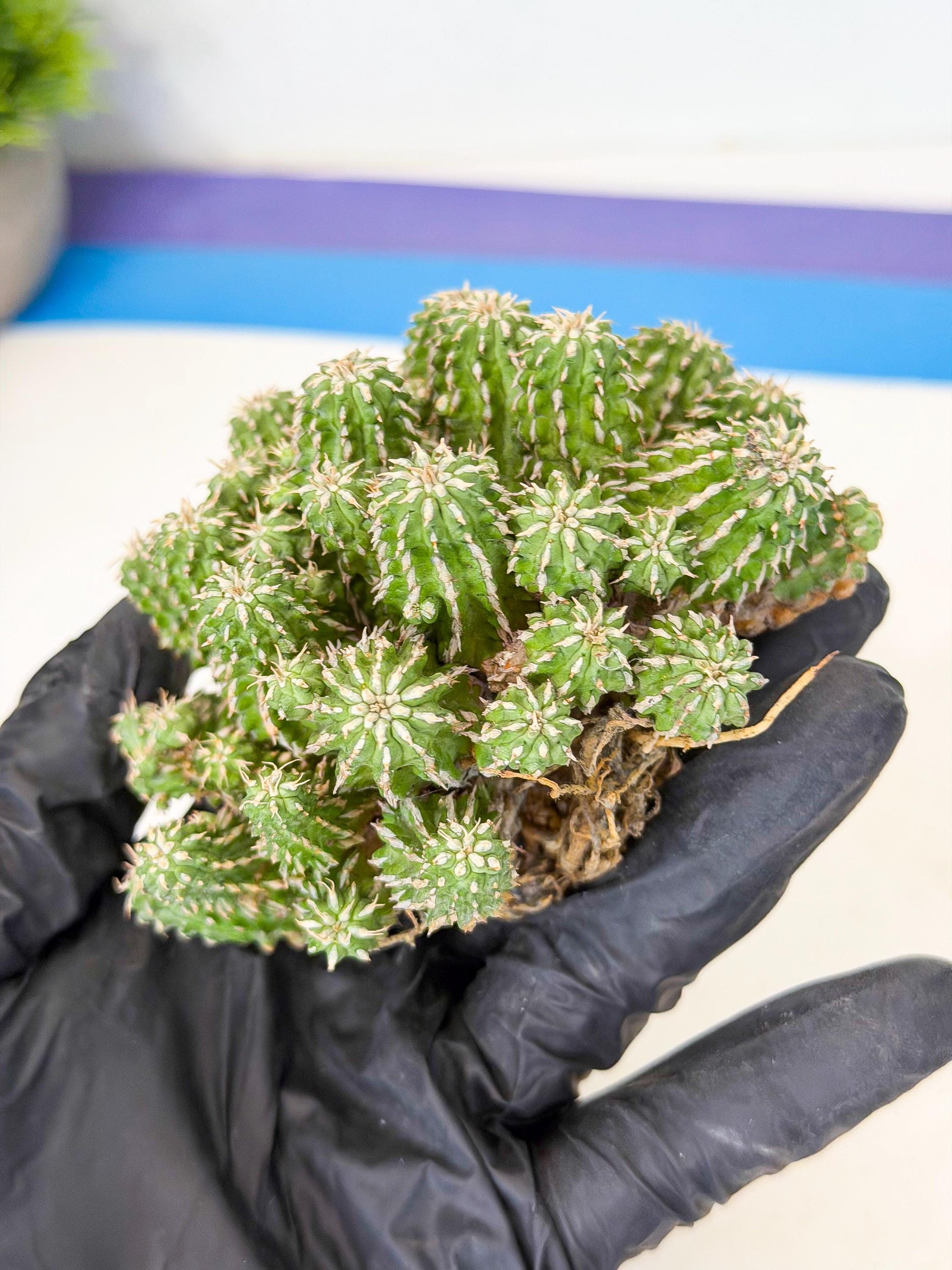 Sepulta Cluster Cactus (g) | Rare Succulent