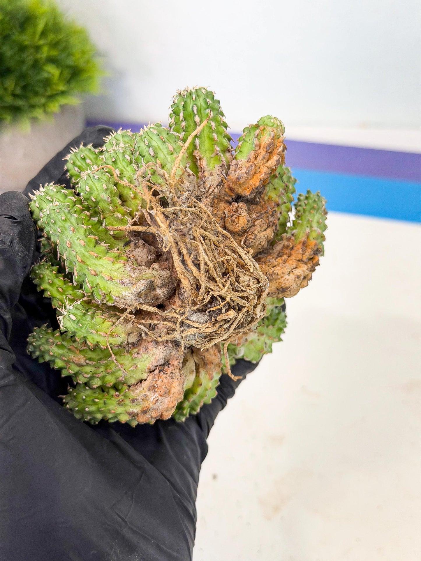 Sepulta Cluster Cactus (g) | Rare Succulent