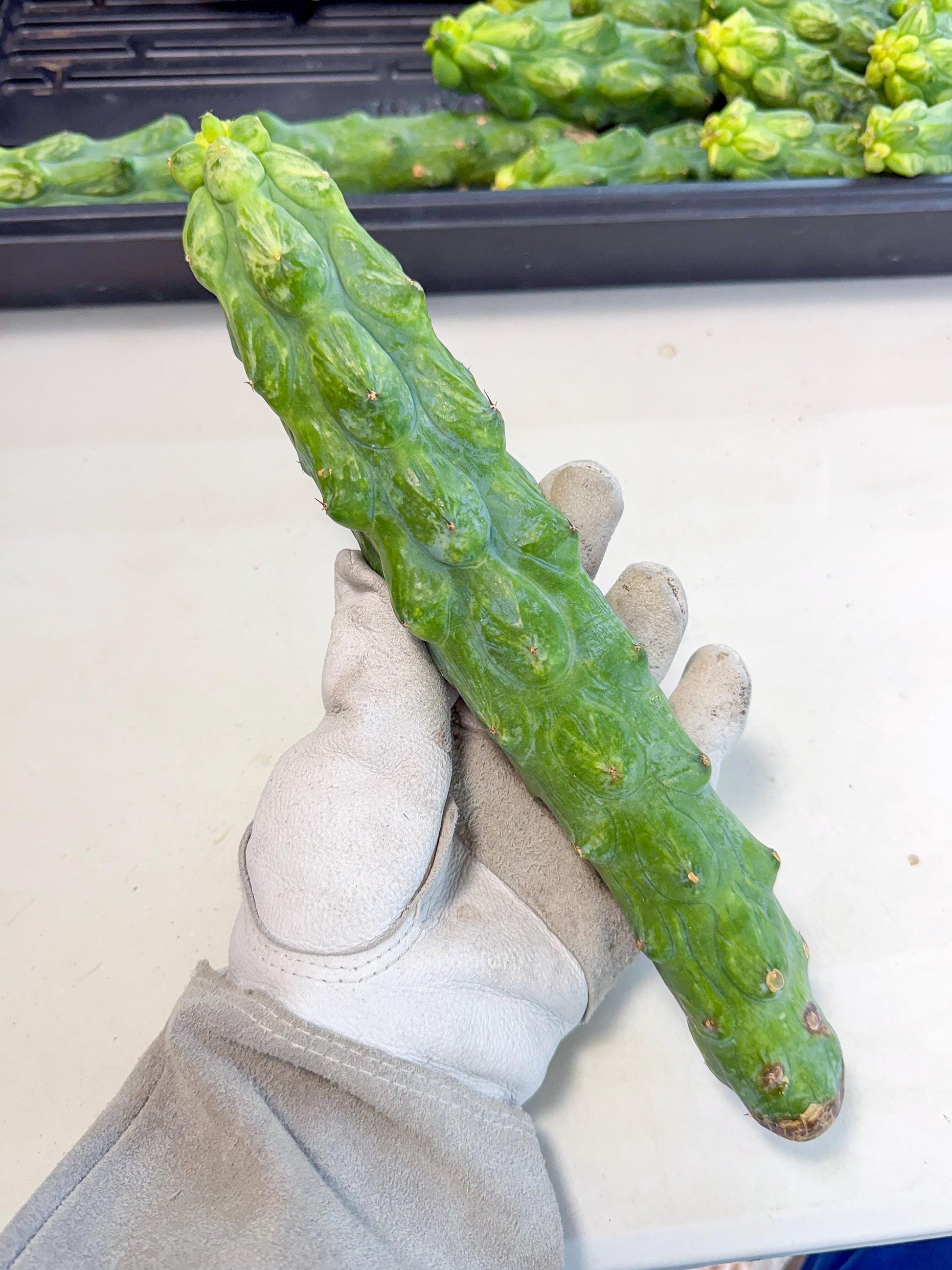 Variegated Boobie Cactus (2) | Best For Drafting