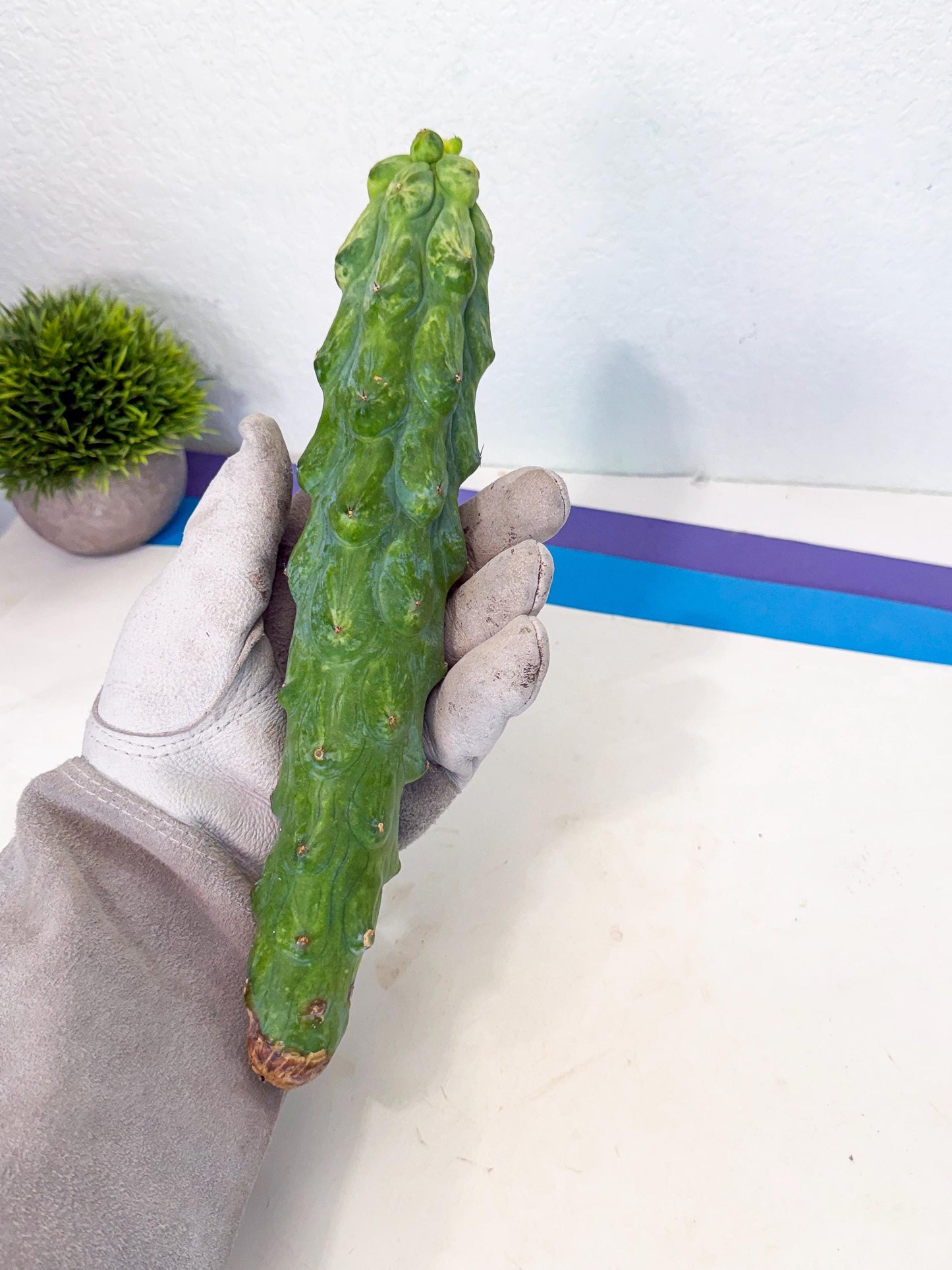 Variegated Boobie Cactus (2) | Best For Drafting