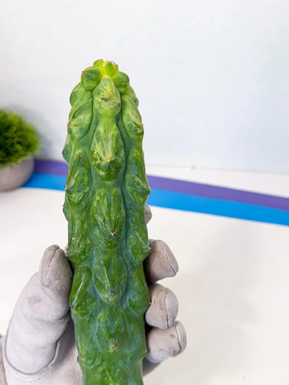 Variegated Boobie Cactus (2) | Best For Drafting