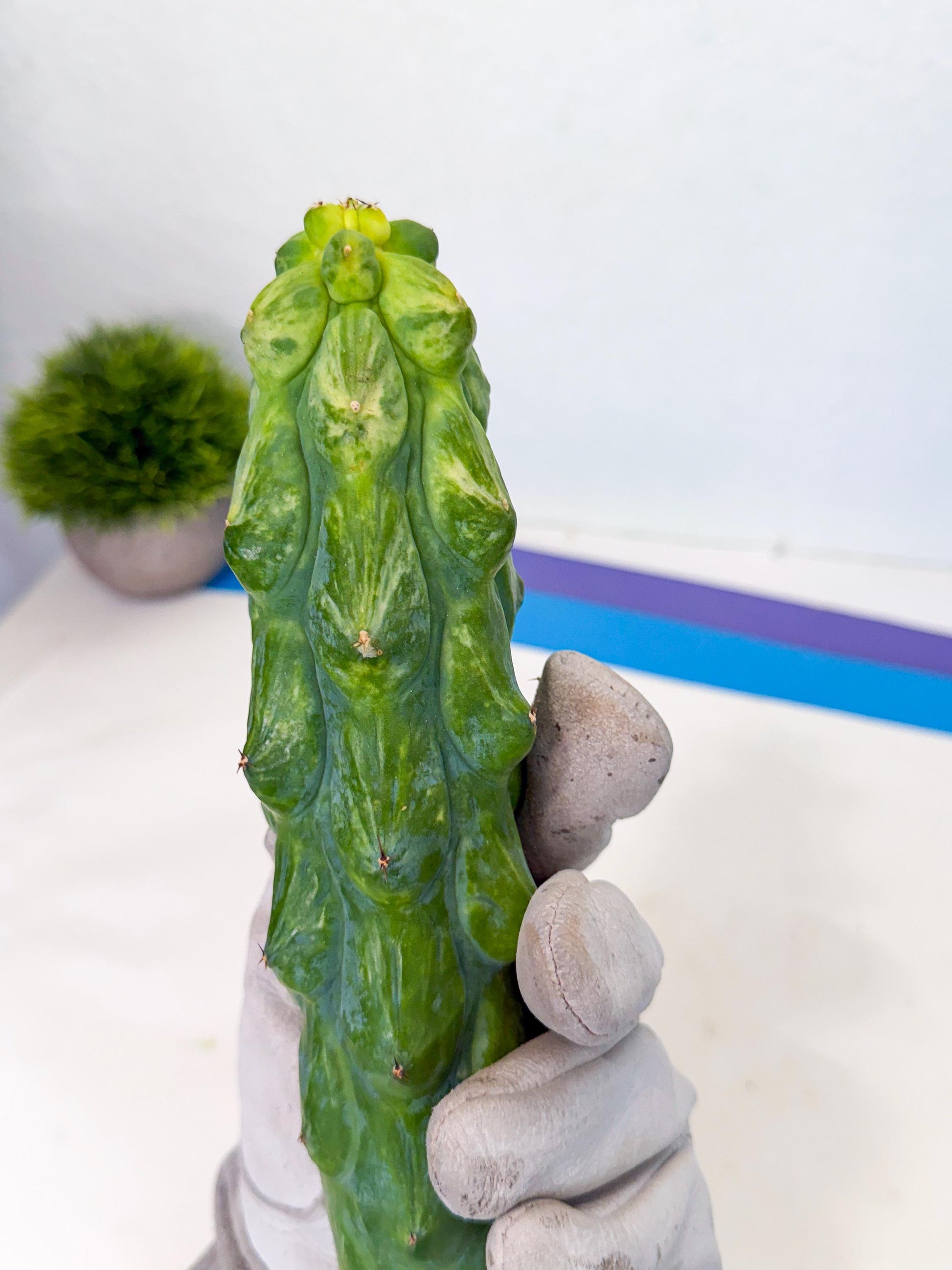 Variegated Boobie Cactus (2) | Best For Drafting