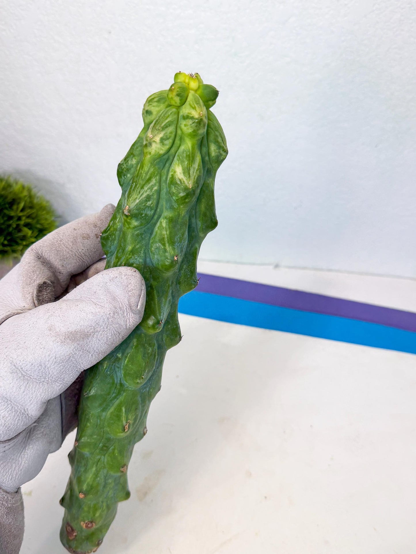 Variegated Boobie Cactus (2) | Best For Drafting