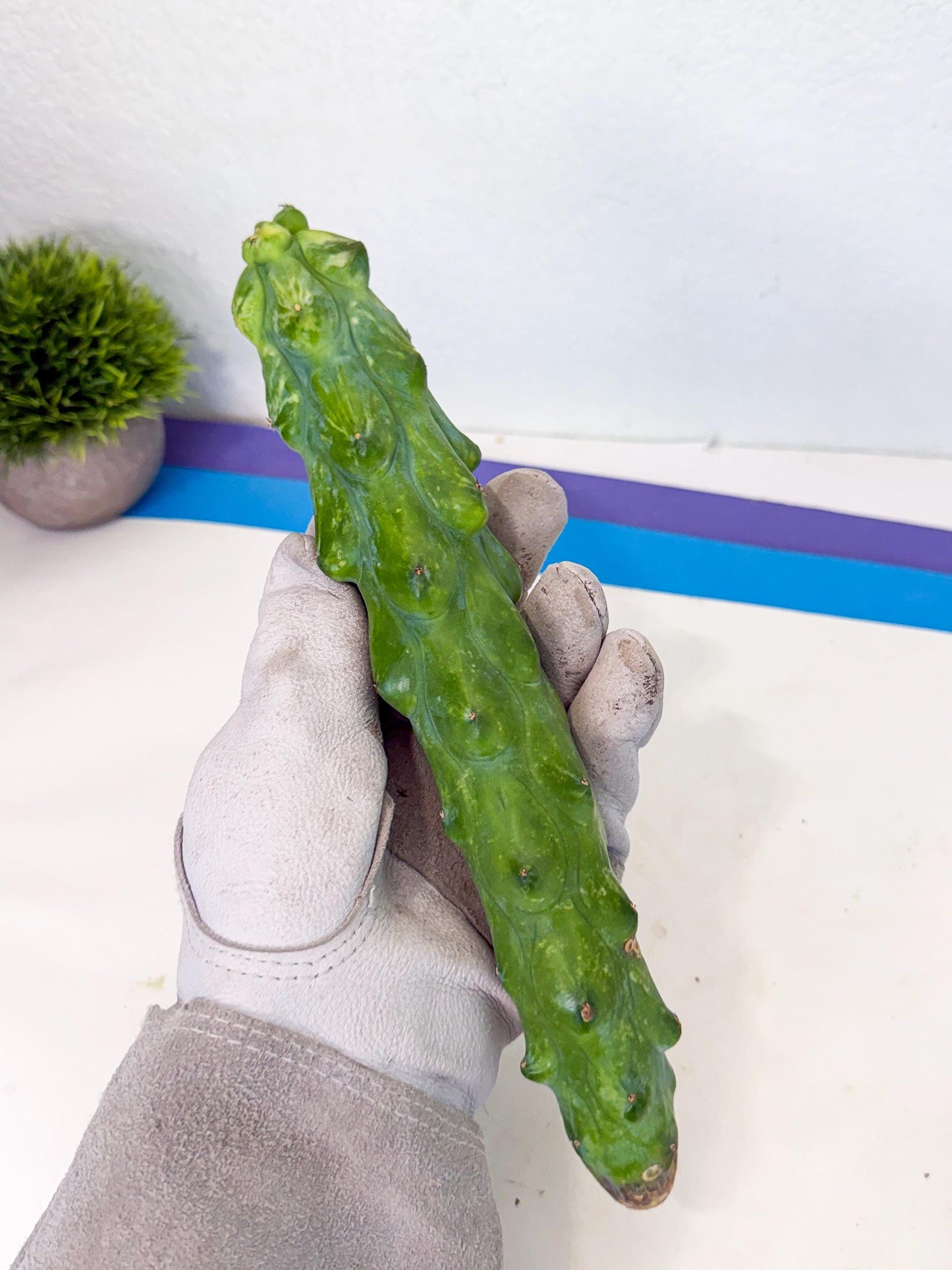 Variegated Boobie Cactus (3) | Best For Drafting