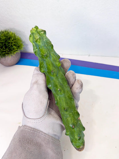 Variegated Boobie Cactus (3) | Best For Drafting