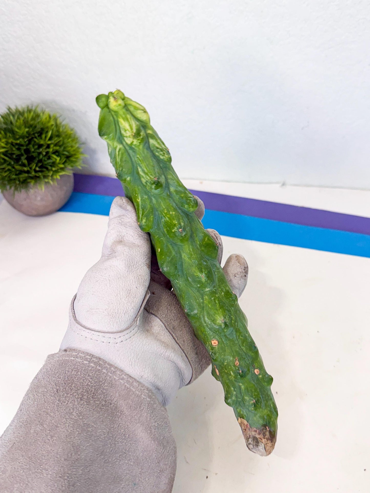 Variegated Boobie Cactus (3) | Best For Drafting