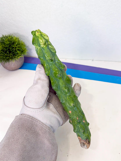 Variegated Boobie Cactus (3) | Best For Drafting