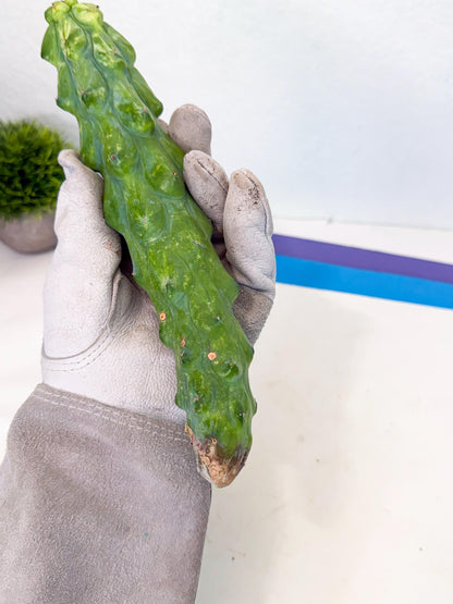Variegated Boobie Cactus (3) | Best For Drafting