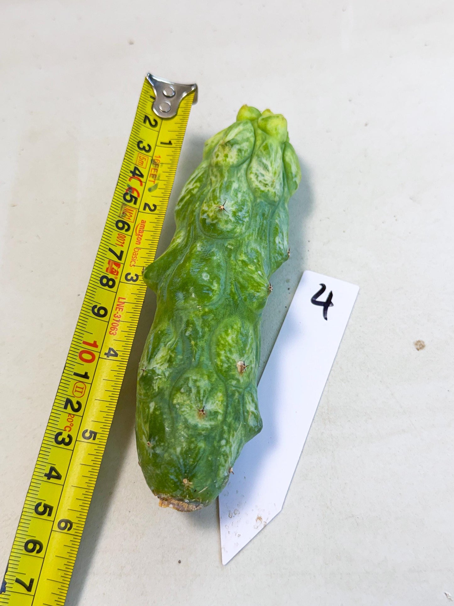 Variegated Boobie Cactus (4) | Best For Drafting