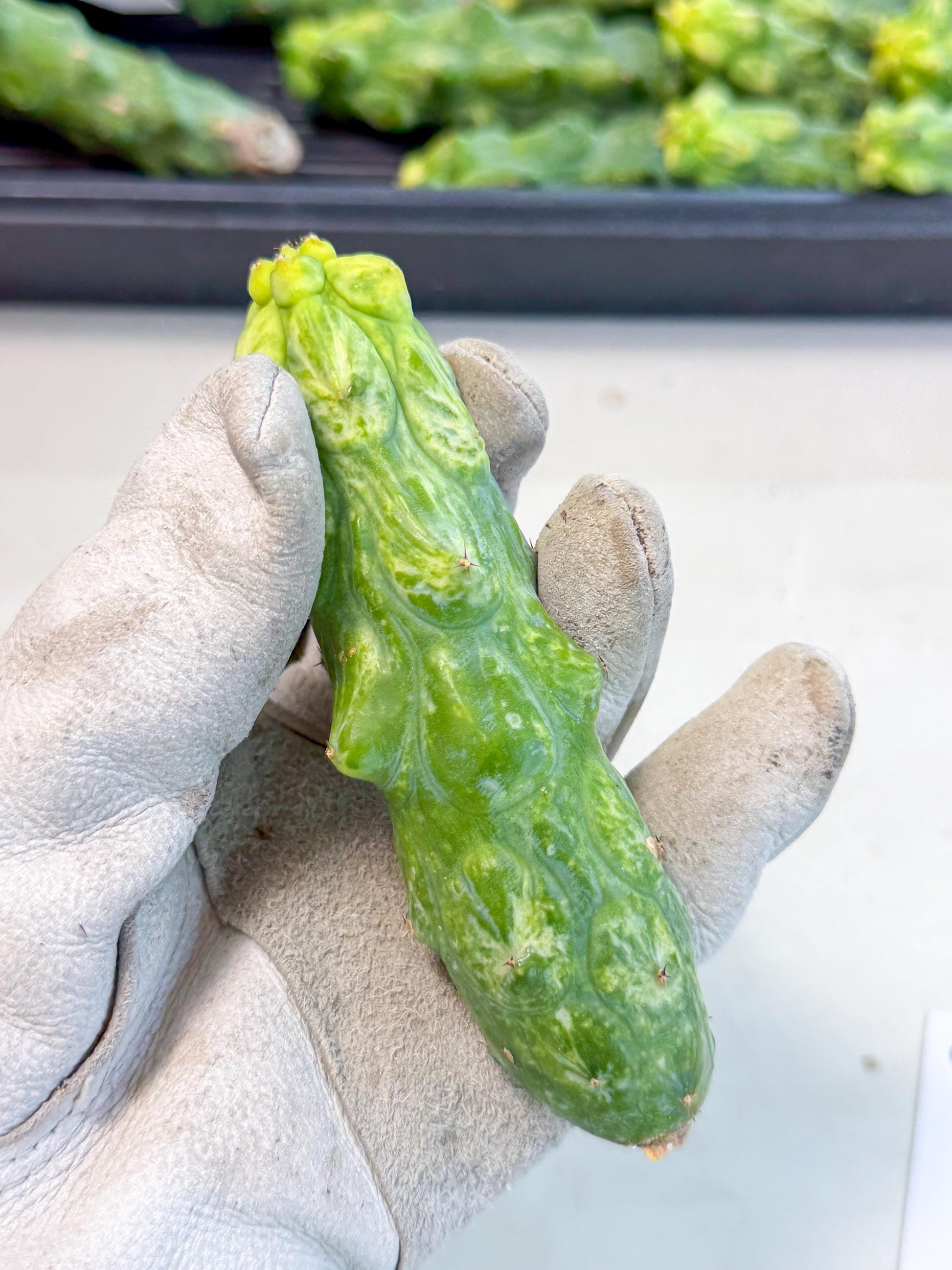 Variegated Boobie Cactus (4) | Best For Drafting