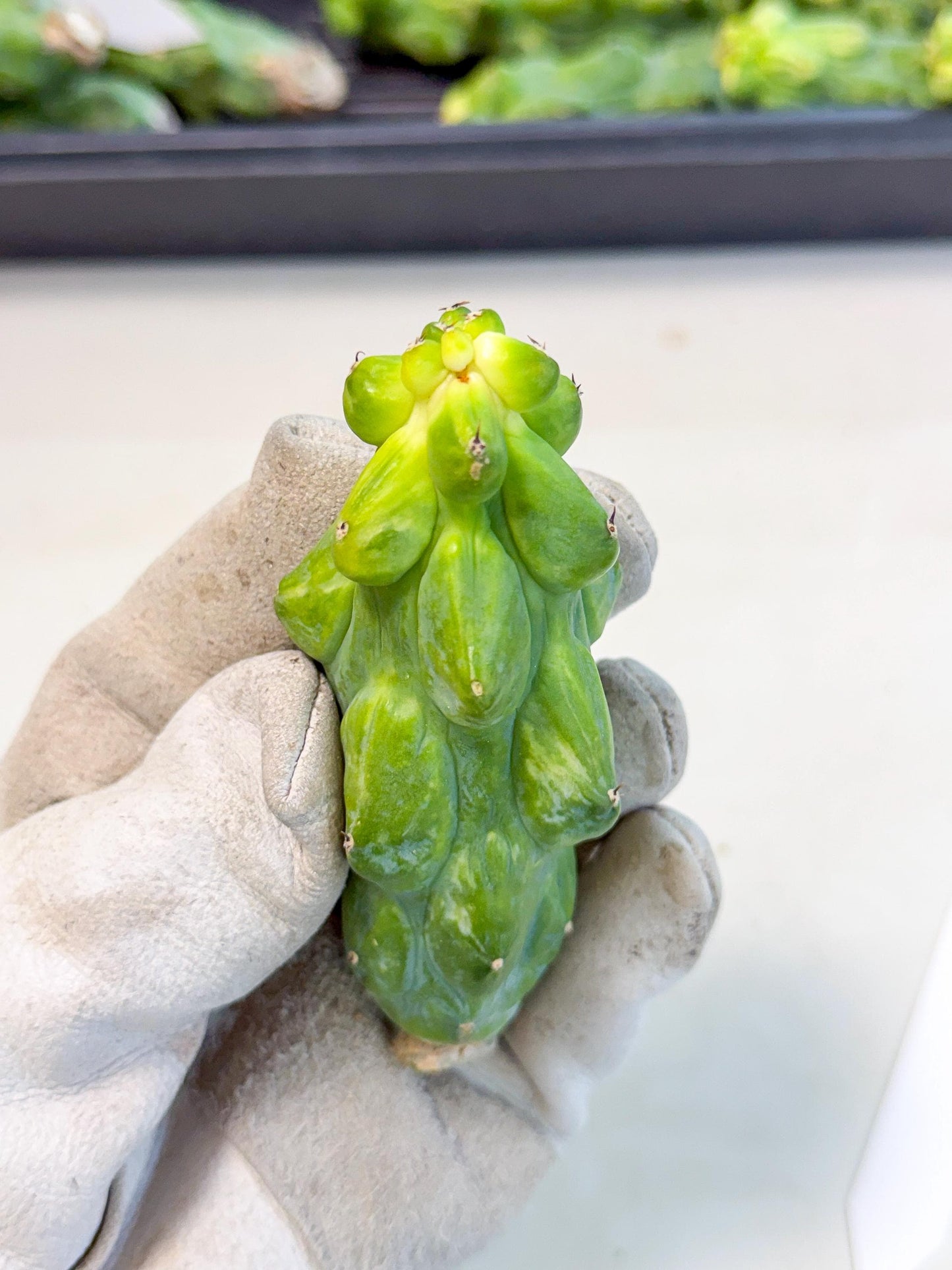 Variegated Boobie Cactus (6) | Best For Drafting