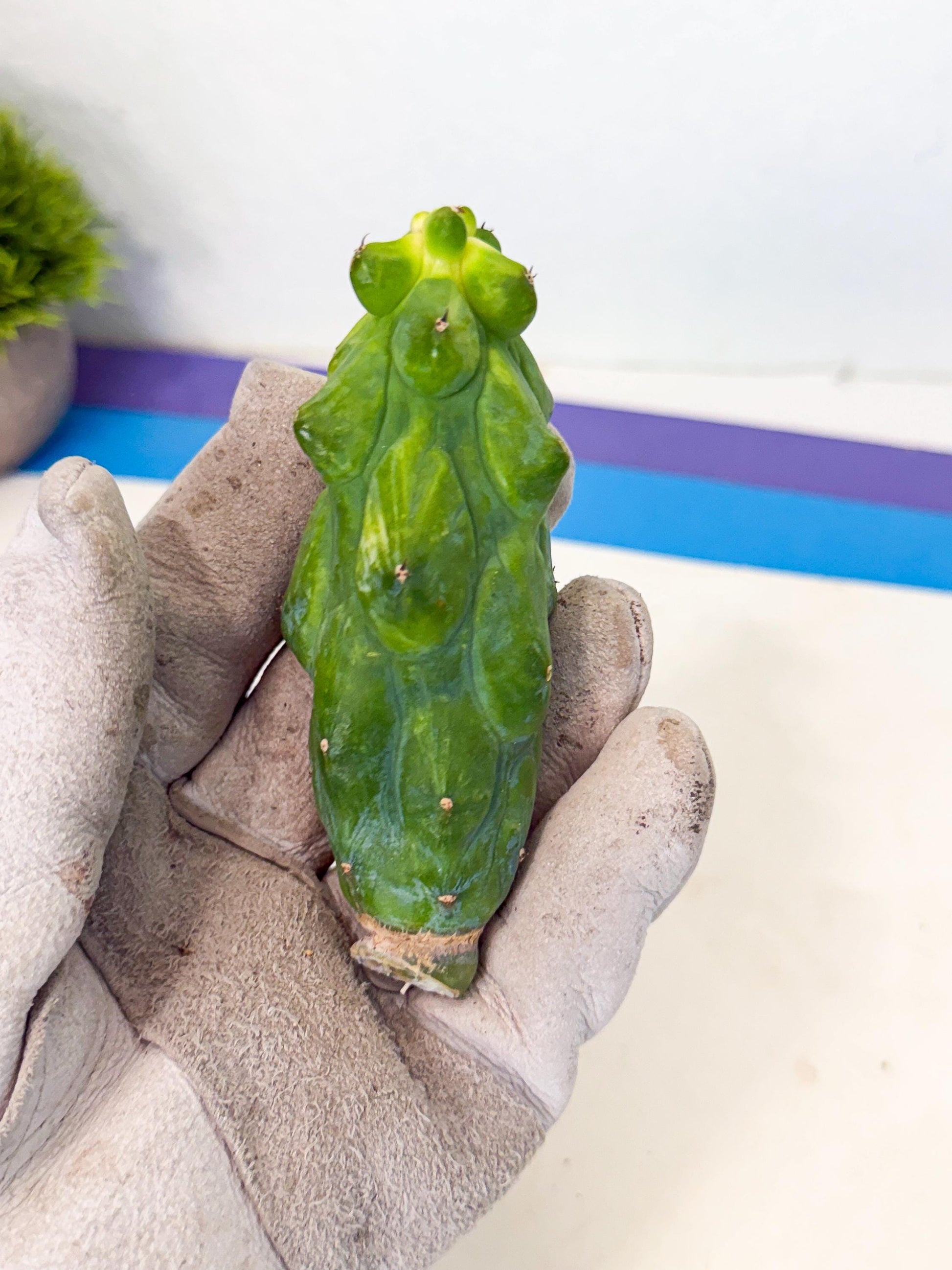 Variegated Boobie Cactus (6) | Best For Drafting