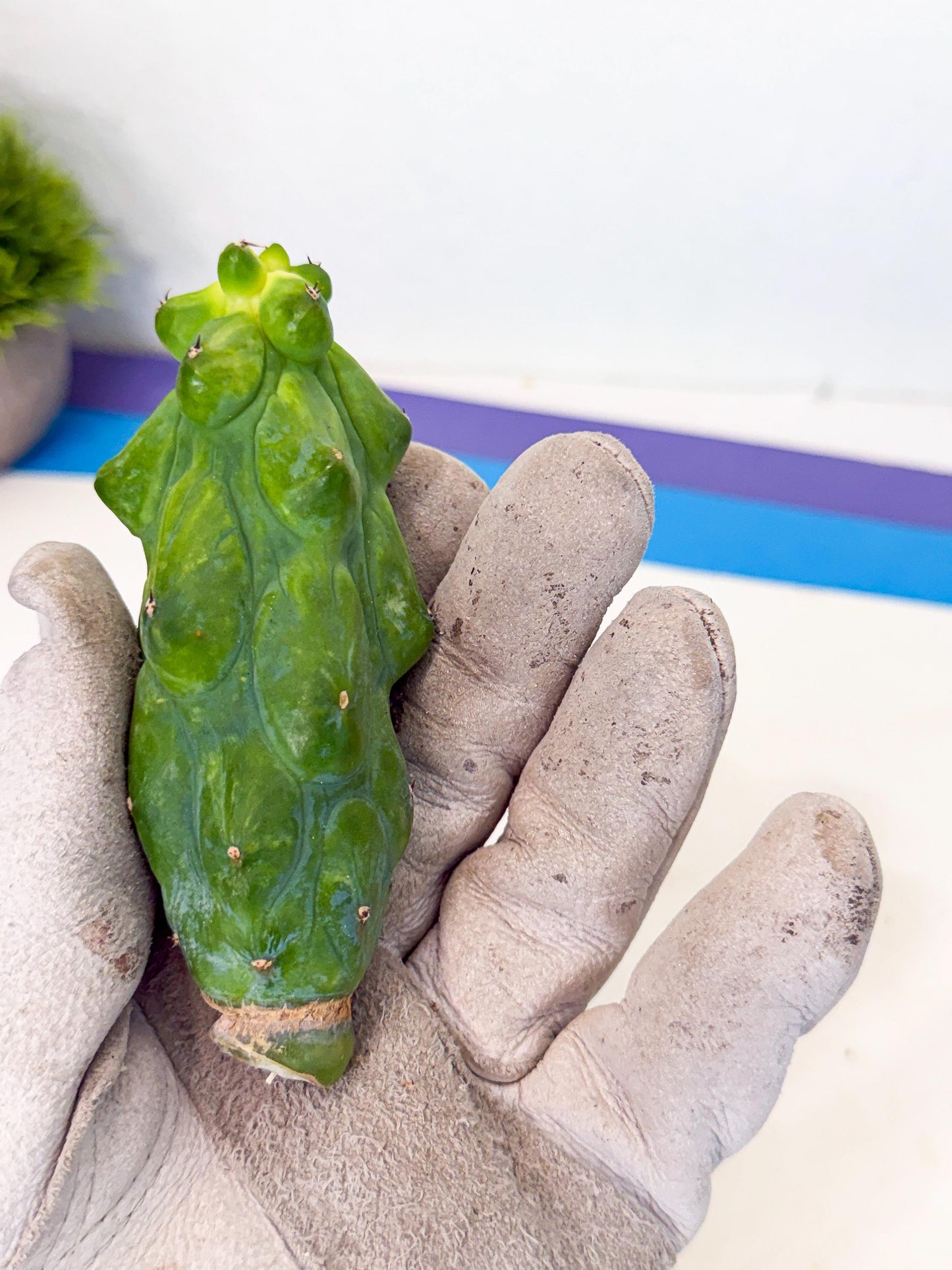 Variegated Boobie Cactus (6) | Best For Drafting