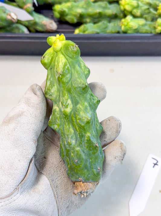 Variegated Boobie Cactus (o7) | Best For Drafting