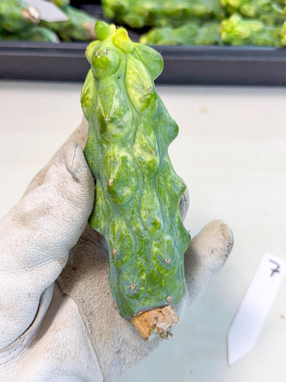 Variegated Boobie Cactus (o7) | Best For Drafting