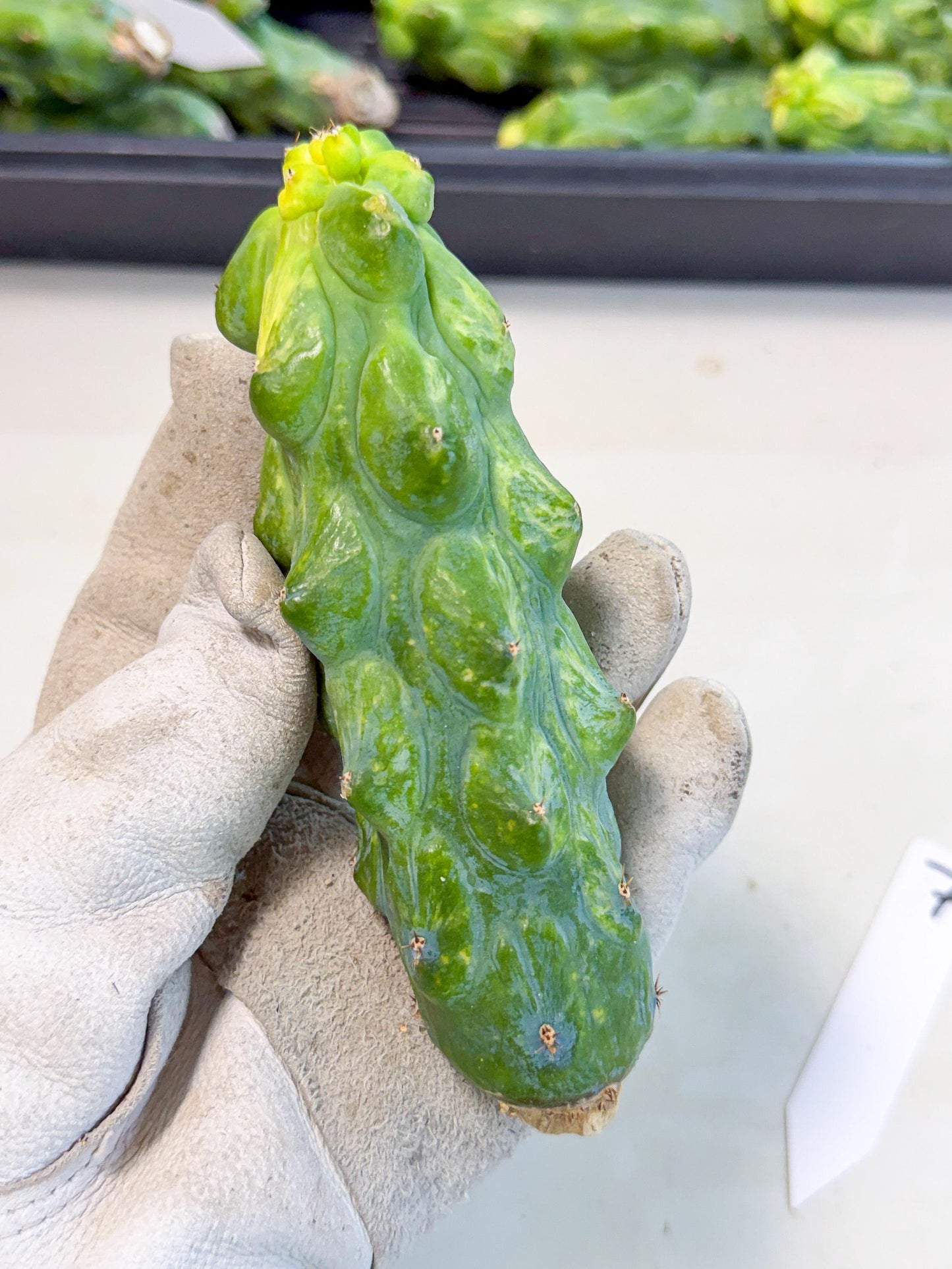 Variegated Boobie Cactus (o7) | Best For Drafting