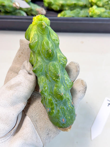 Variegated Boobie Cactus (o7) | Best For Drafting