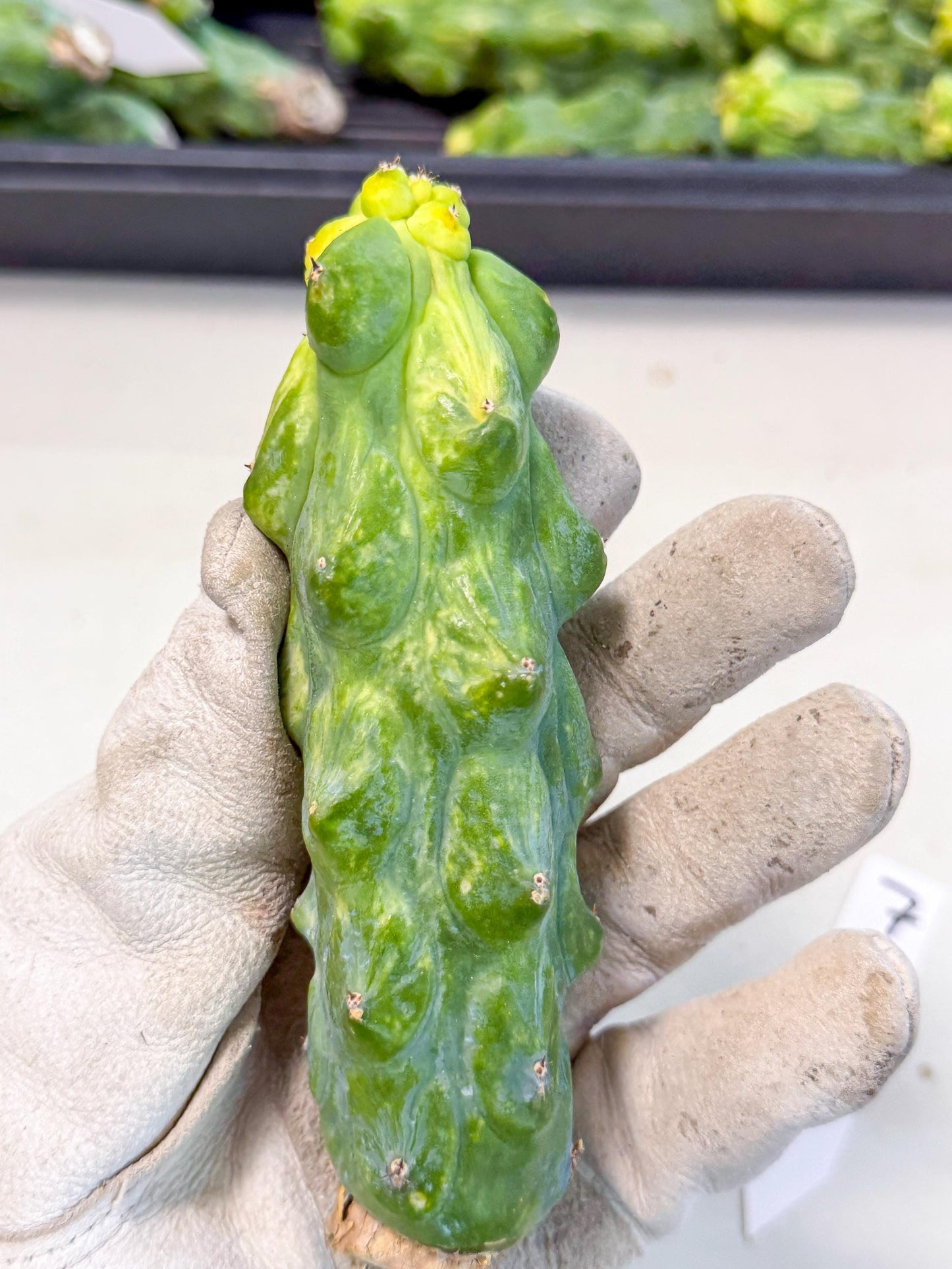 Variegated Boobie Cactus (o7) | Best For Drafting