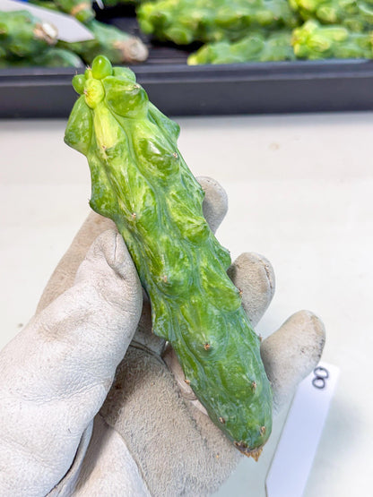 Variegated Boobie Cactus (8) | Best For Drafting