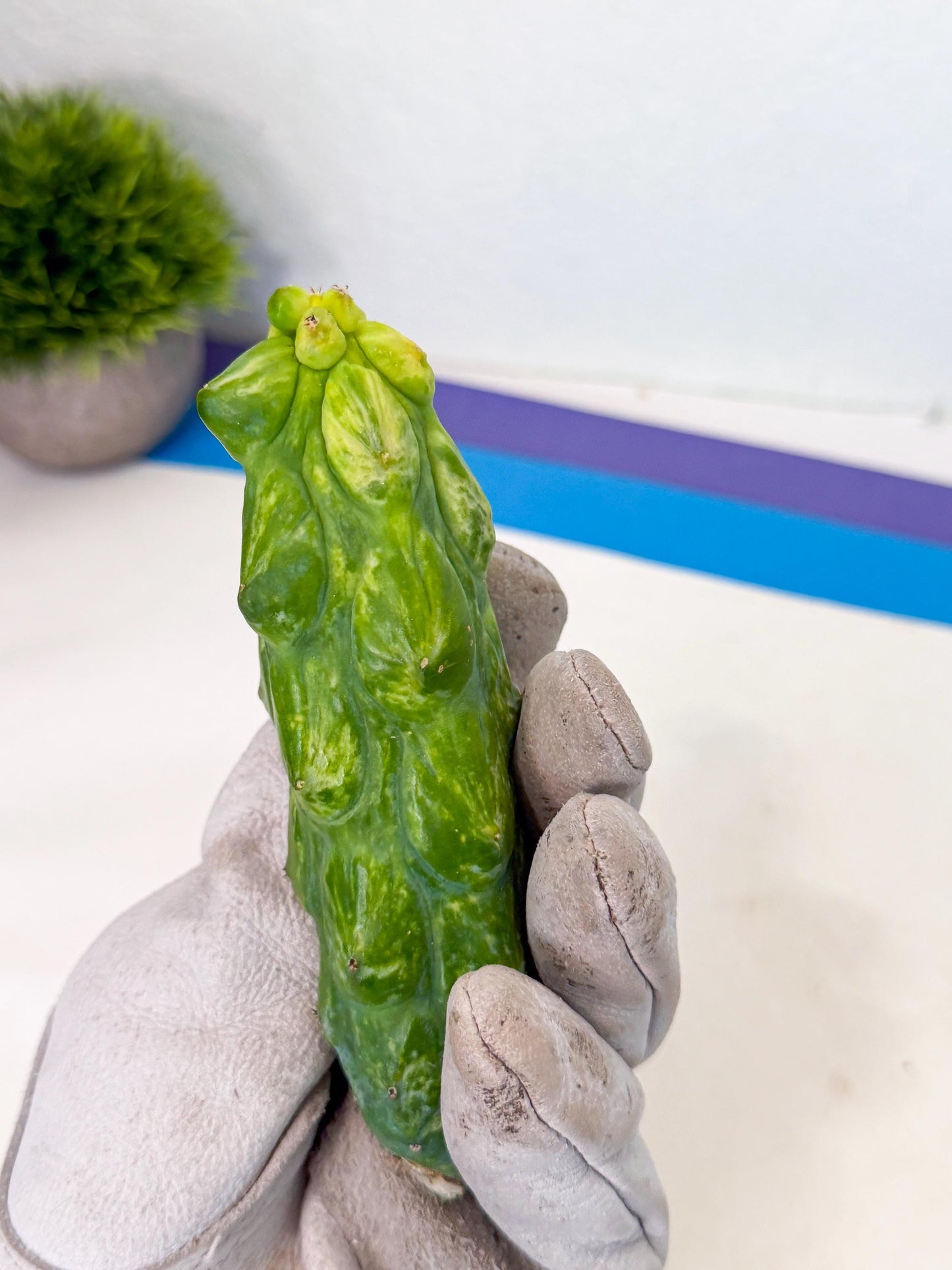 Variegated Boobie Cactus (o9) | Best For Drafting