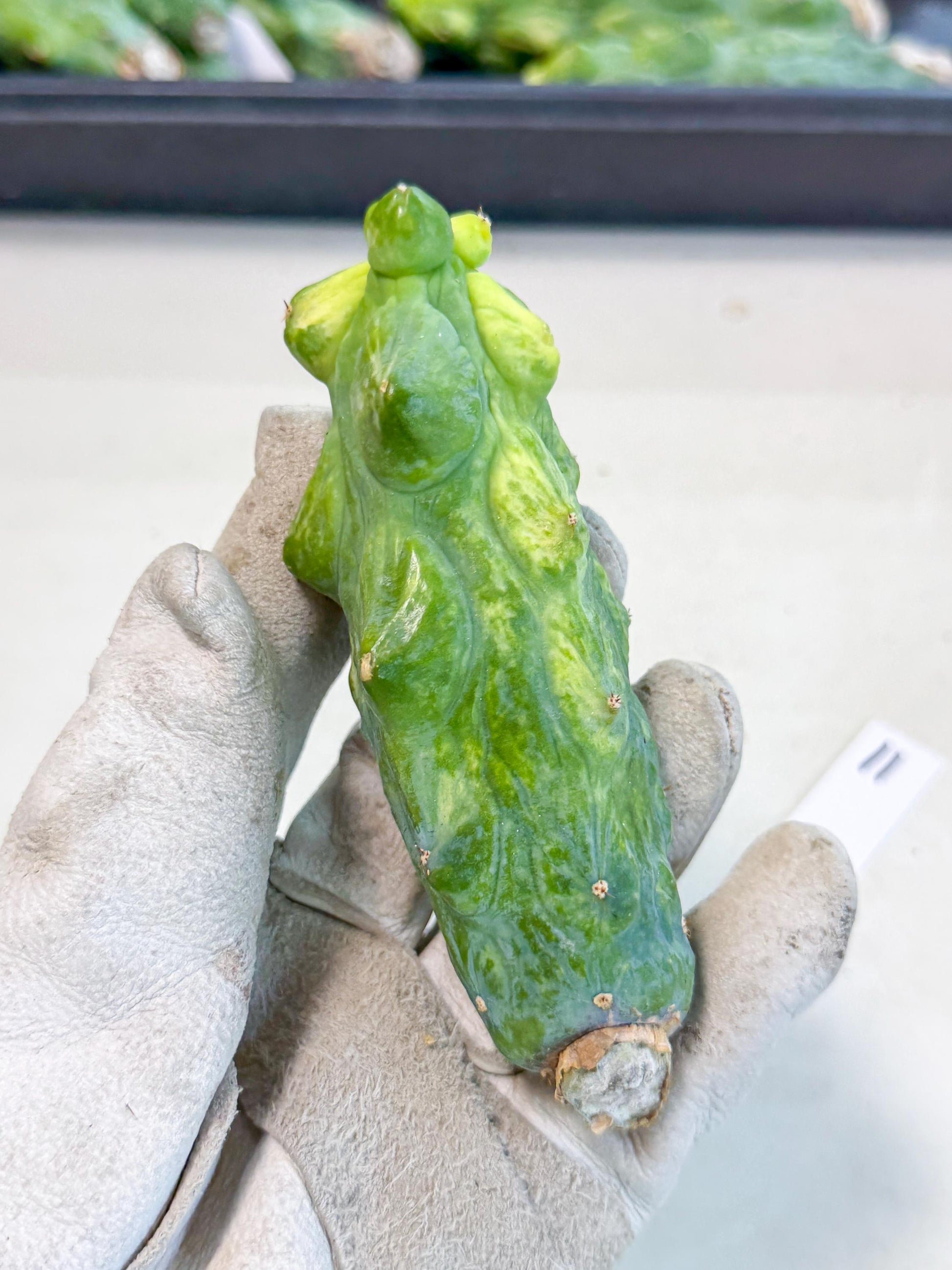 Variegated Boobie Cactus (11) | Best For Drafting