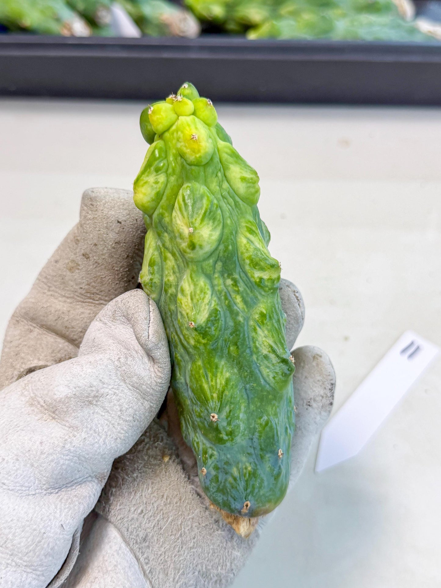 Variegated Boobie Cactus (11) | Best For Drafting