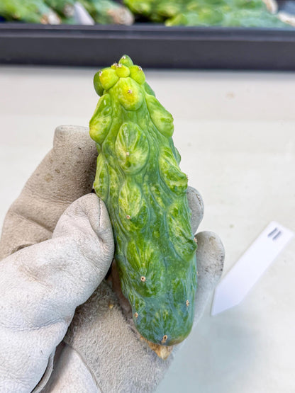 Variegated Boobie Cactus (11) | Best For Drafting