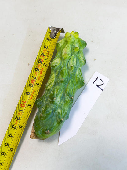Variegated Boobie Cactus (12) | Best For Drafting
