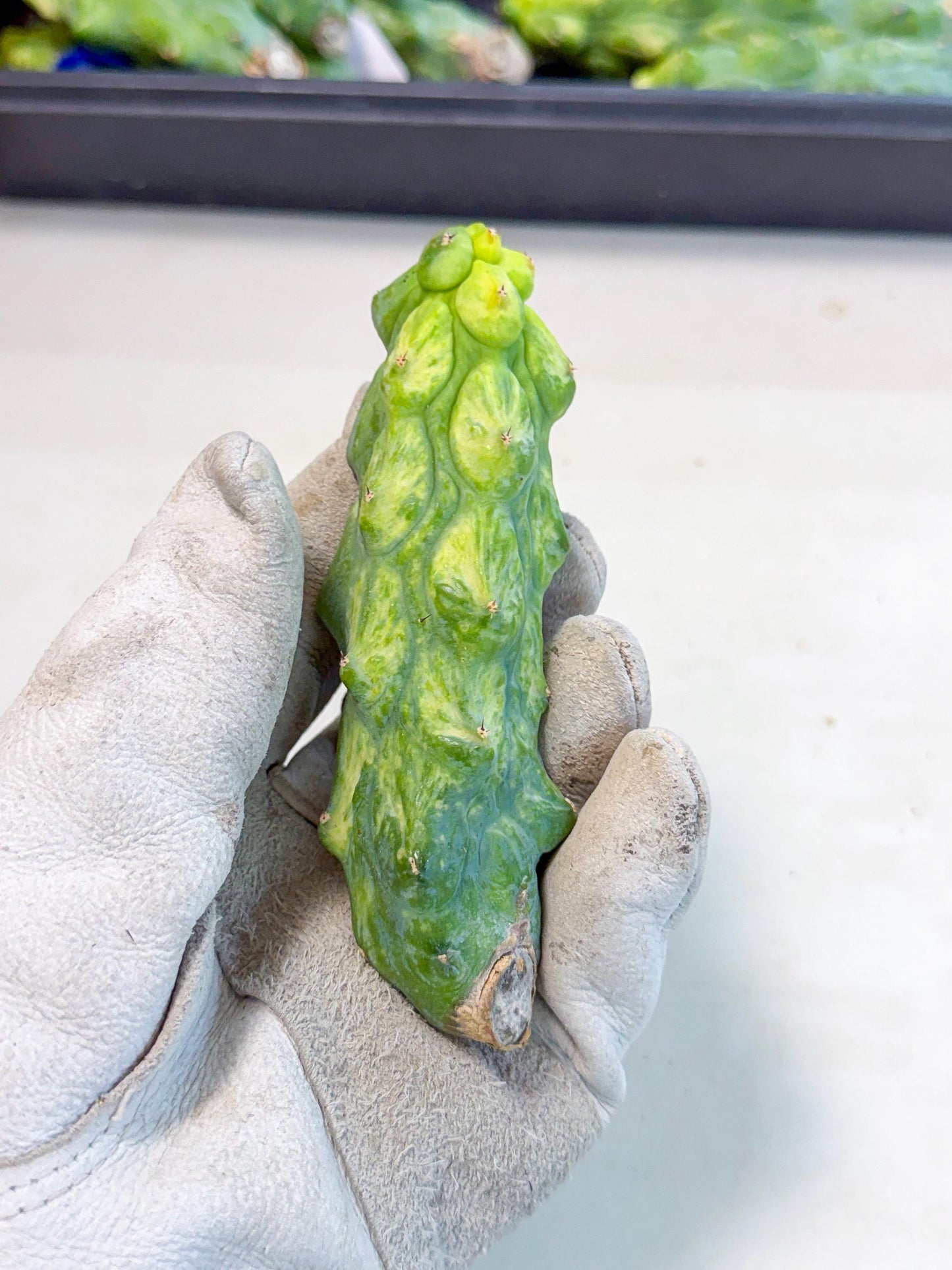 Variegated Boobie Cactus (12) | Best For Drafting