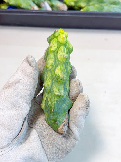 Variegated Boobie Cactus (12) | Best For Drafting