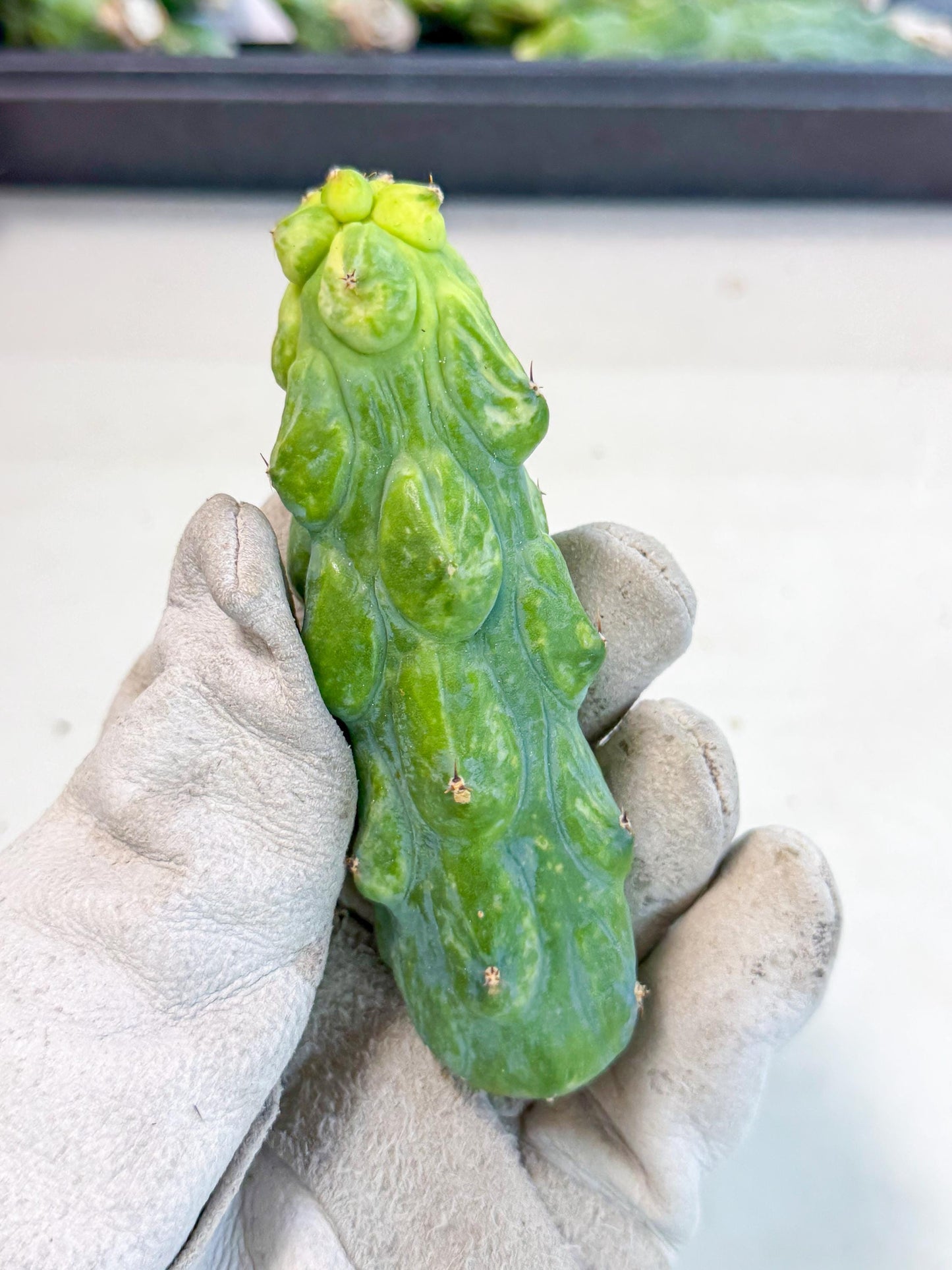 Variegated Boobie Cactus (13) | Best For Drafting