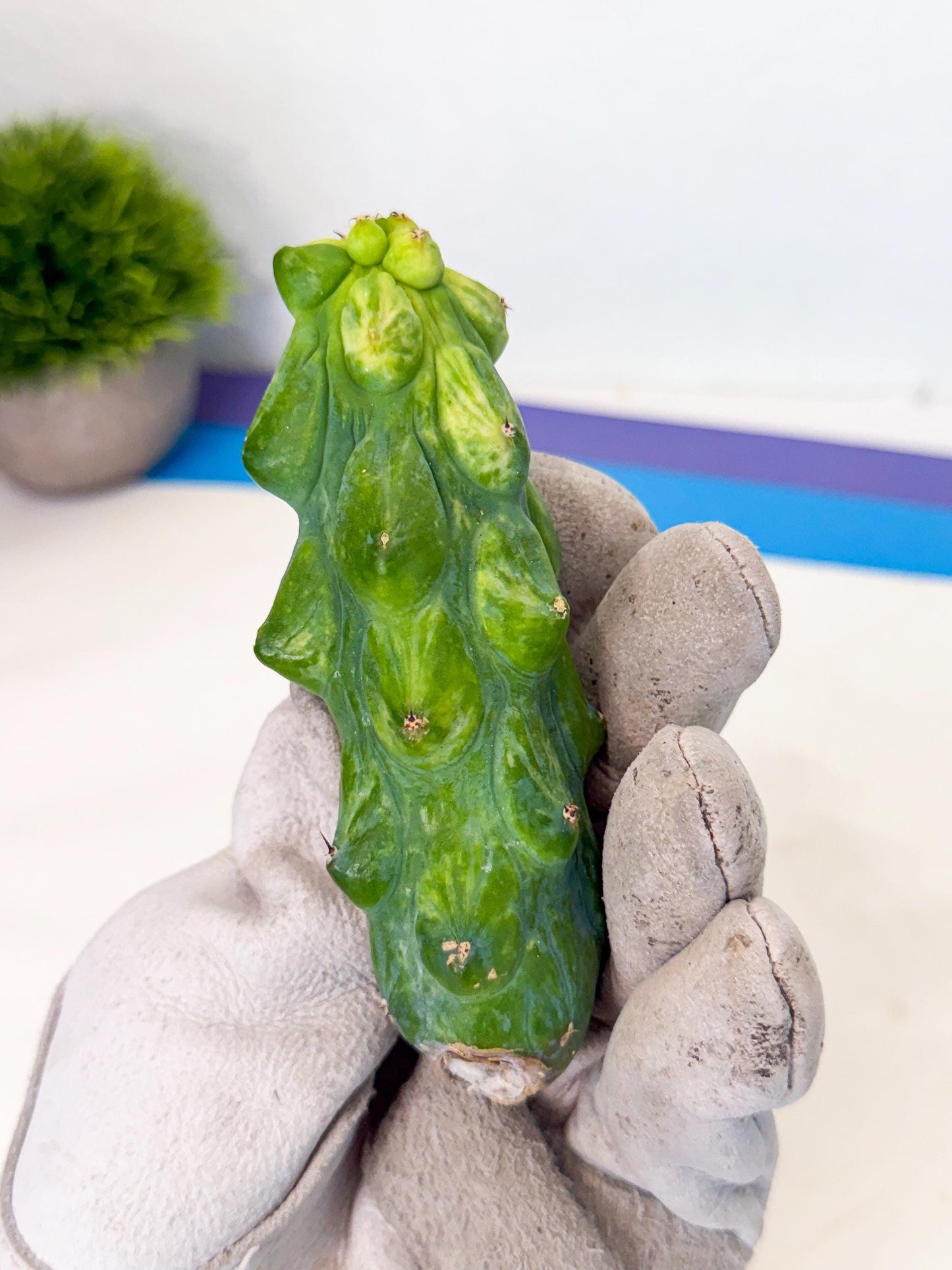 Variegated Boobie Cactus (13) | Best For Drafting