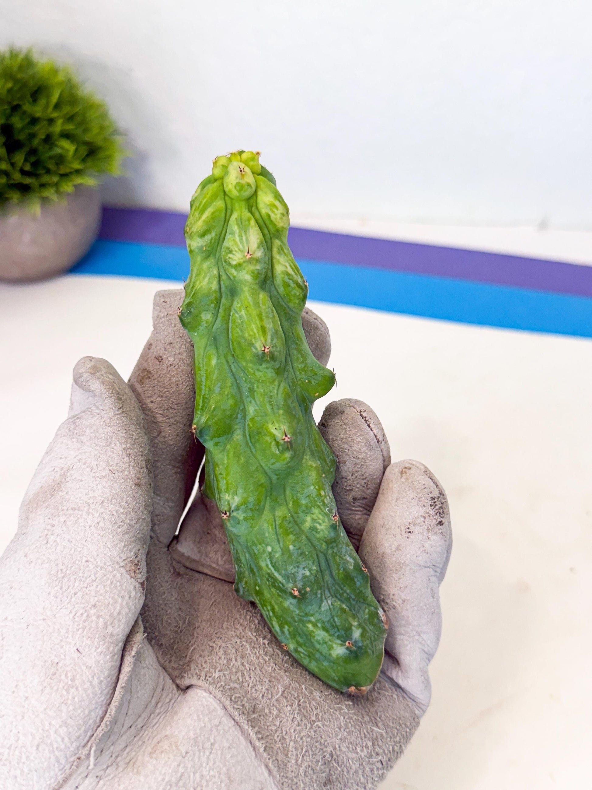 Variegated Boobie Cactus (14) | Best For Drafting