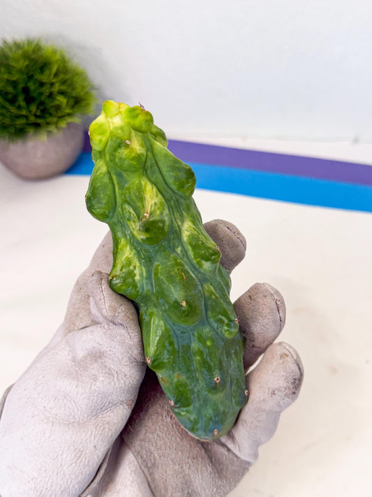Variegated Boobie Cactus (16) | Best For Drafting