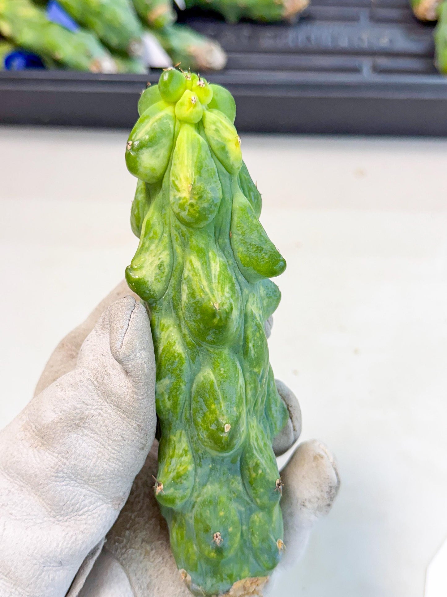 Variegated Boobie Cactus (17) | Best For Drafting