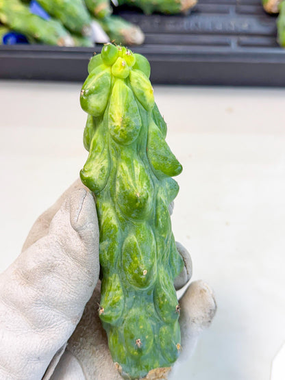 Variegated Boobie Cactus (17) | Best For Drafting