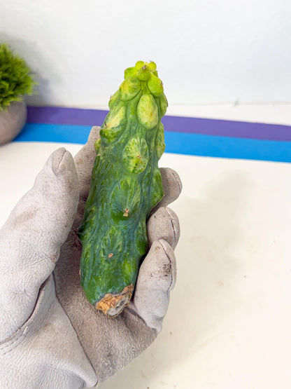 Variegated Boobie Cactus (18) | Best For Drafting